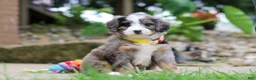 Mini Bernedoodle dogs for sale: Tang - Ad 5