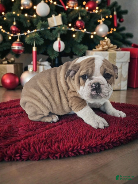 Mixed Breed dogs Poppy - Ad 16