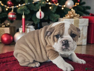 Mixed Breed dogs Poppy - Ad 3