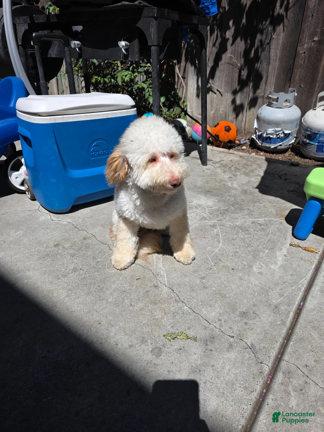 Mini Goldendoodle dogs for sale: Mini Goldendoodle 1 - Ad 2