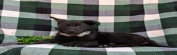 German Shepherd dogs for sale: Maxwell - Ad 4