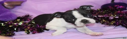 Boston Terrier dogs for sale: Kiki the Little Firecracker - Ad 9