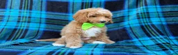 Cavapoo dogs for sale: Astor - Ad 4