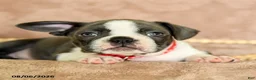 Boston Terrier dogs for sale: Ruby - Ad 4