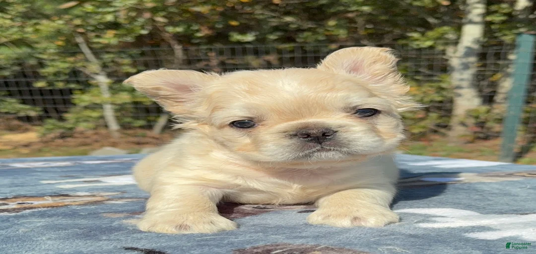 Gallery Image {{count}}