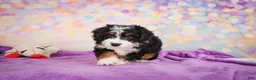 Mini Bernedoodle dogs for sale: Stella - Ad 9
