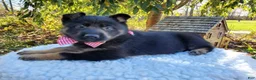 German Shepherd dogs for sale: Tessa - Ad 2