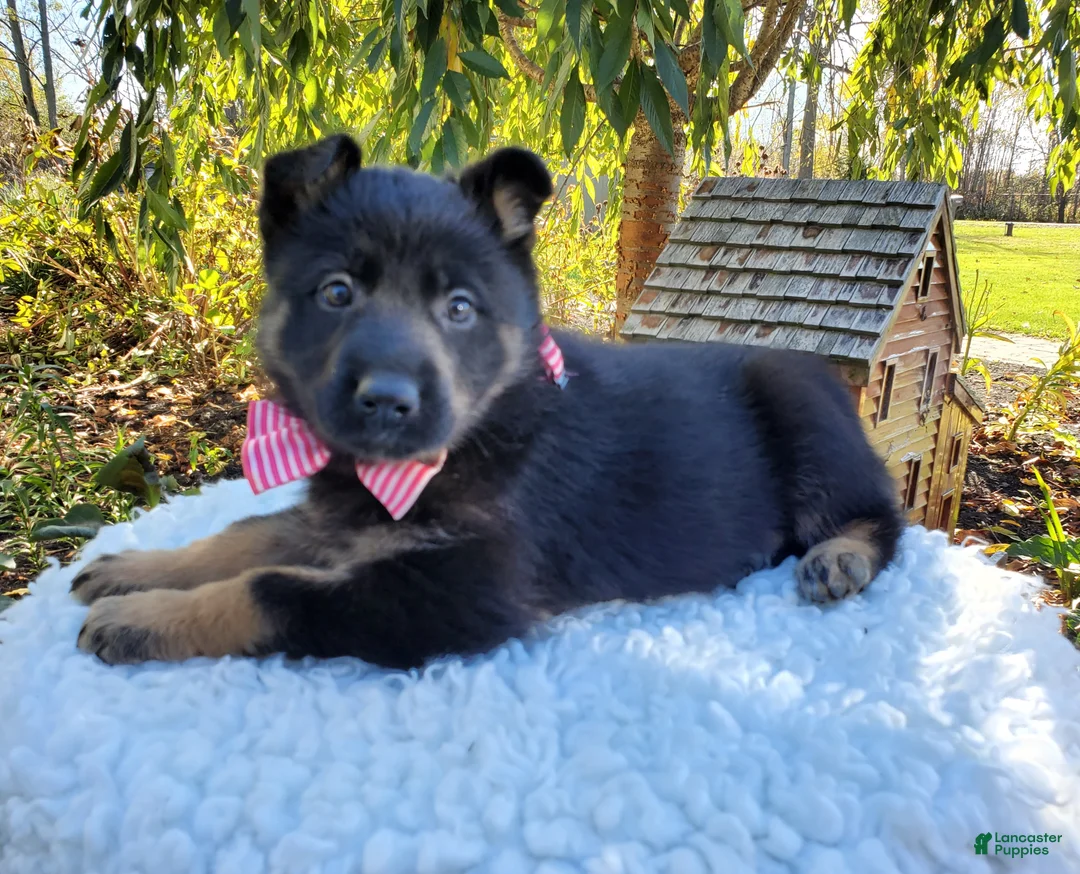 German Shepherd dogs for sale: Tessa - Ad 2