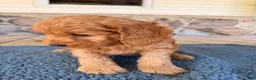 Mini Goldendoodle dogs for sale: Bud - Ad 3