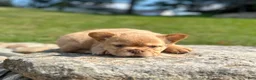 French Bulldog dogs for sale: Archie - Ad 7