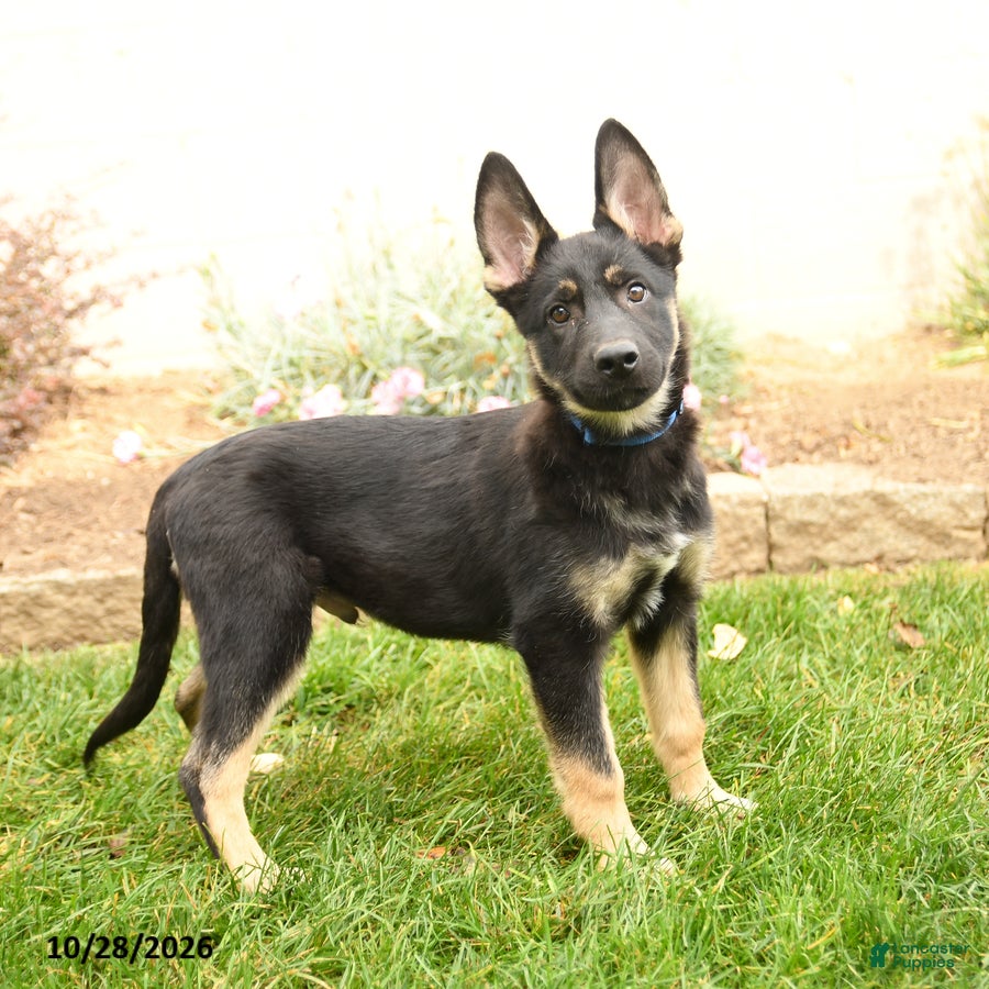 Gerberian Shepsky dogs for sale: Thomas - Ad 2
