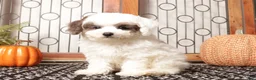 Miniature Poodle dogs for sale: Ivy Female Toy Poodle ICA  - Ad 4