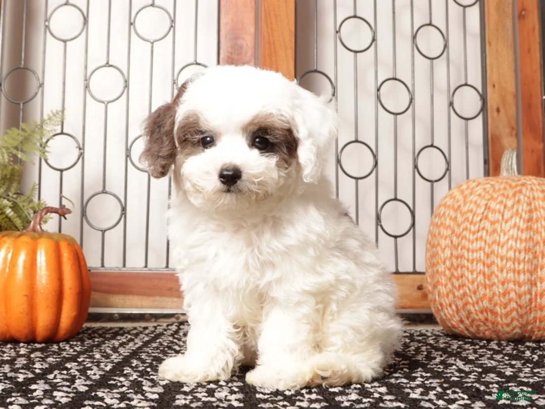 Miniature Poodle dogs for sale: Ivy Female Toy Poodle ICA  - Ad 4