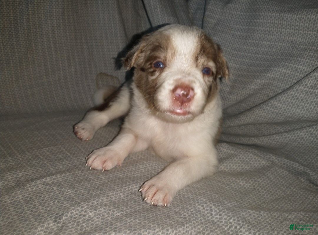Border Collie dogs Border Collie 6 - Ad 11