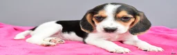 Beagle dogs for sale: Darling - Ad 2