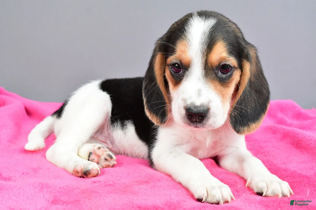 Beagle dogs for sale: Darling - Ad 2