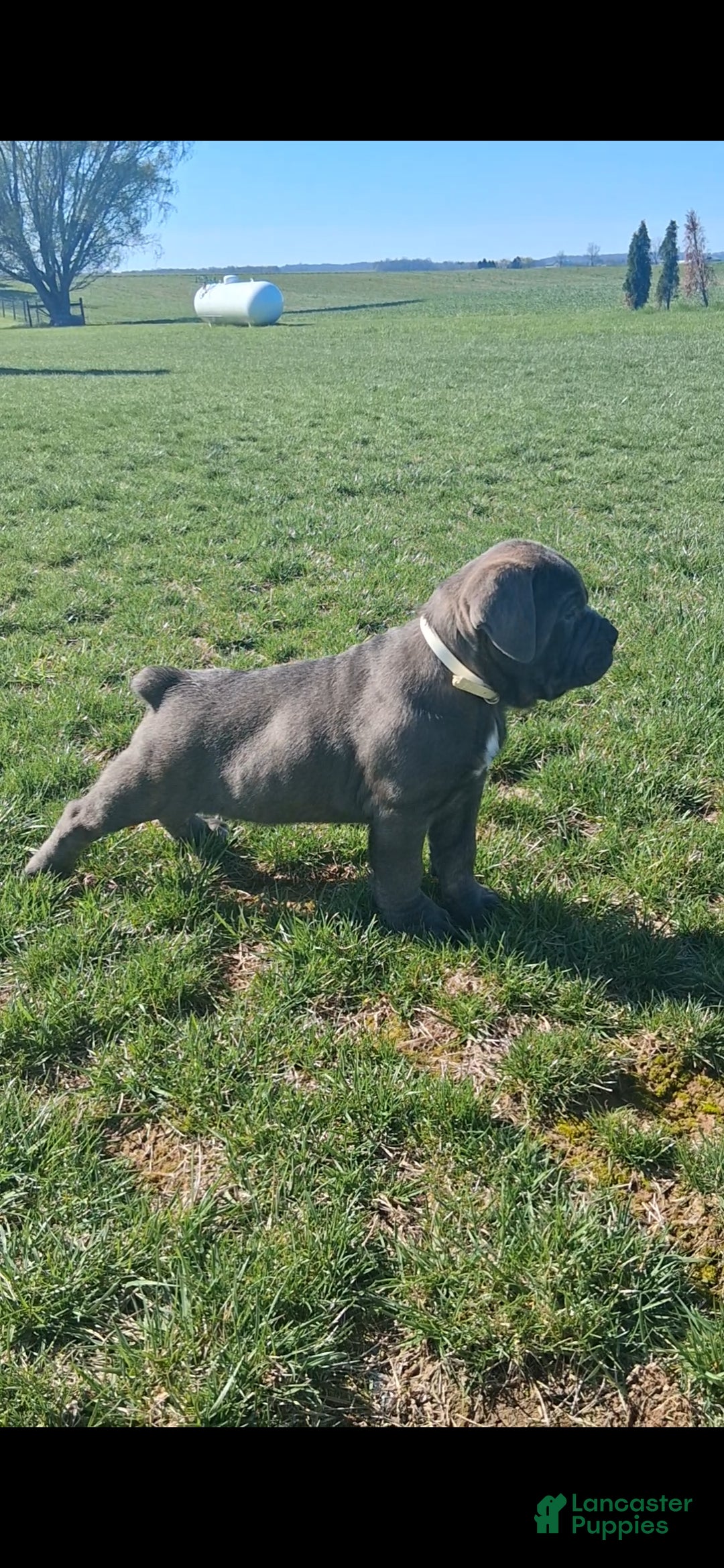 Cane Corso dogs Tyson - Ad 2