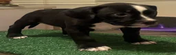 American Bully dogs for sale: American Bully 3 - Ad 6