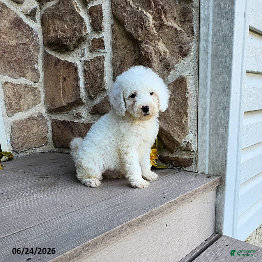 Mini Goldendoodle dogs Ruth - Ad 2