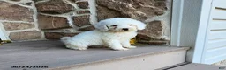 Mini Goldendoodle dogs for sale: Ruth - Ad 2