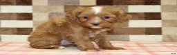 Cavapoo dogs for sale: Indy - Ad 4