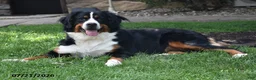 Bernese Mountain Dog dogs for sale: E Man - Ad 3