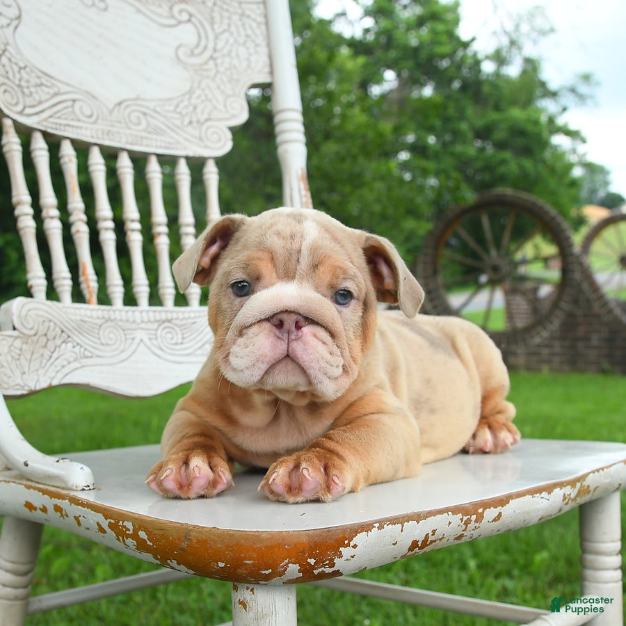 English Bulldog dogs Bubbles - Ad 2