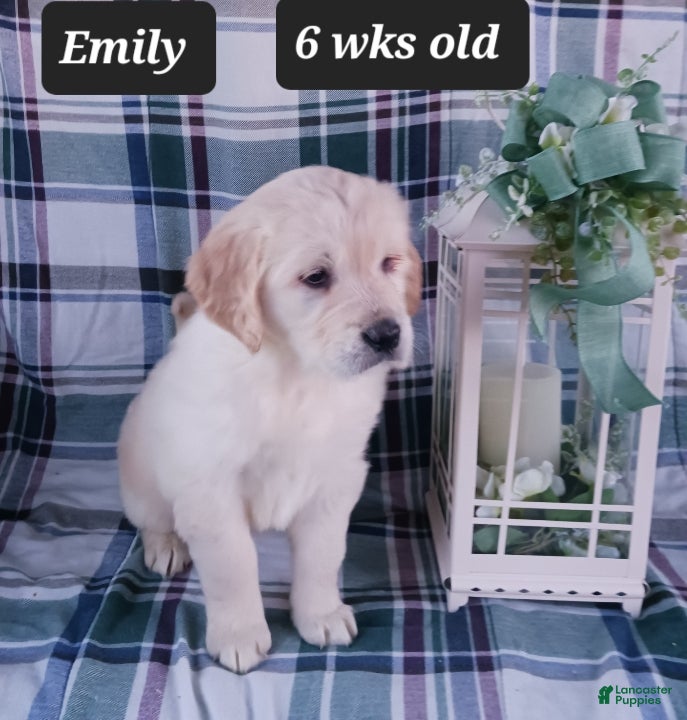 Golden Retriever dogs Emily - Ad 1