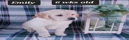 Golden Retriever dogs for sale: Emily - Ad 1