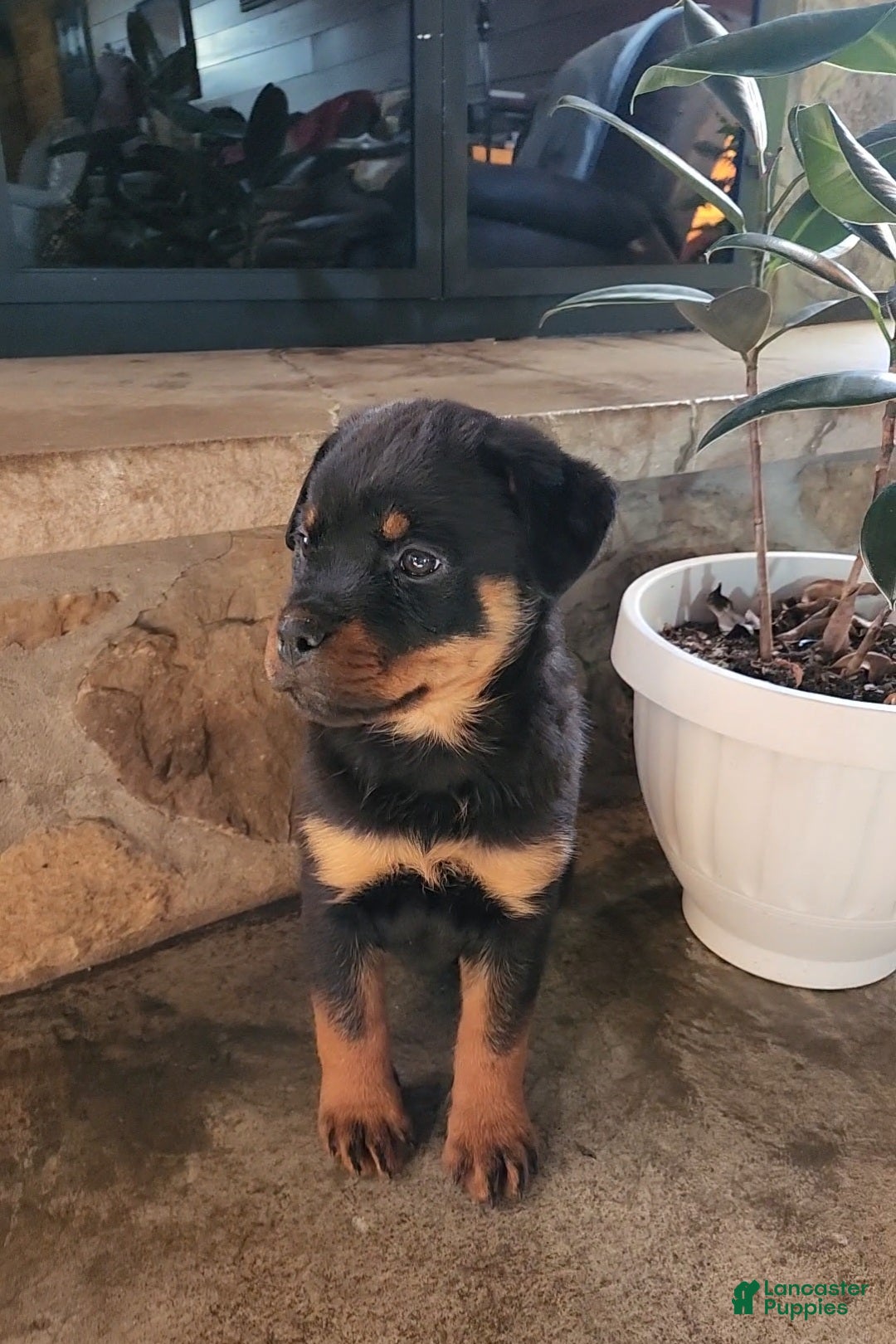 Rottweiler dogs for sale: Noel - Ad 3