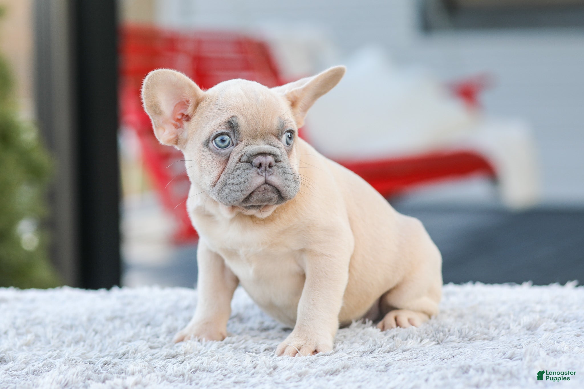French Bulldog dogs Digger - Ad 2