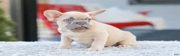 French Bulldog dogs for sale: Digger - Ad 2
