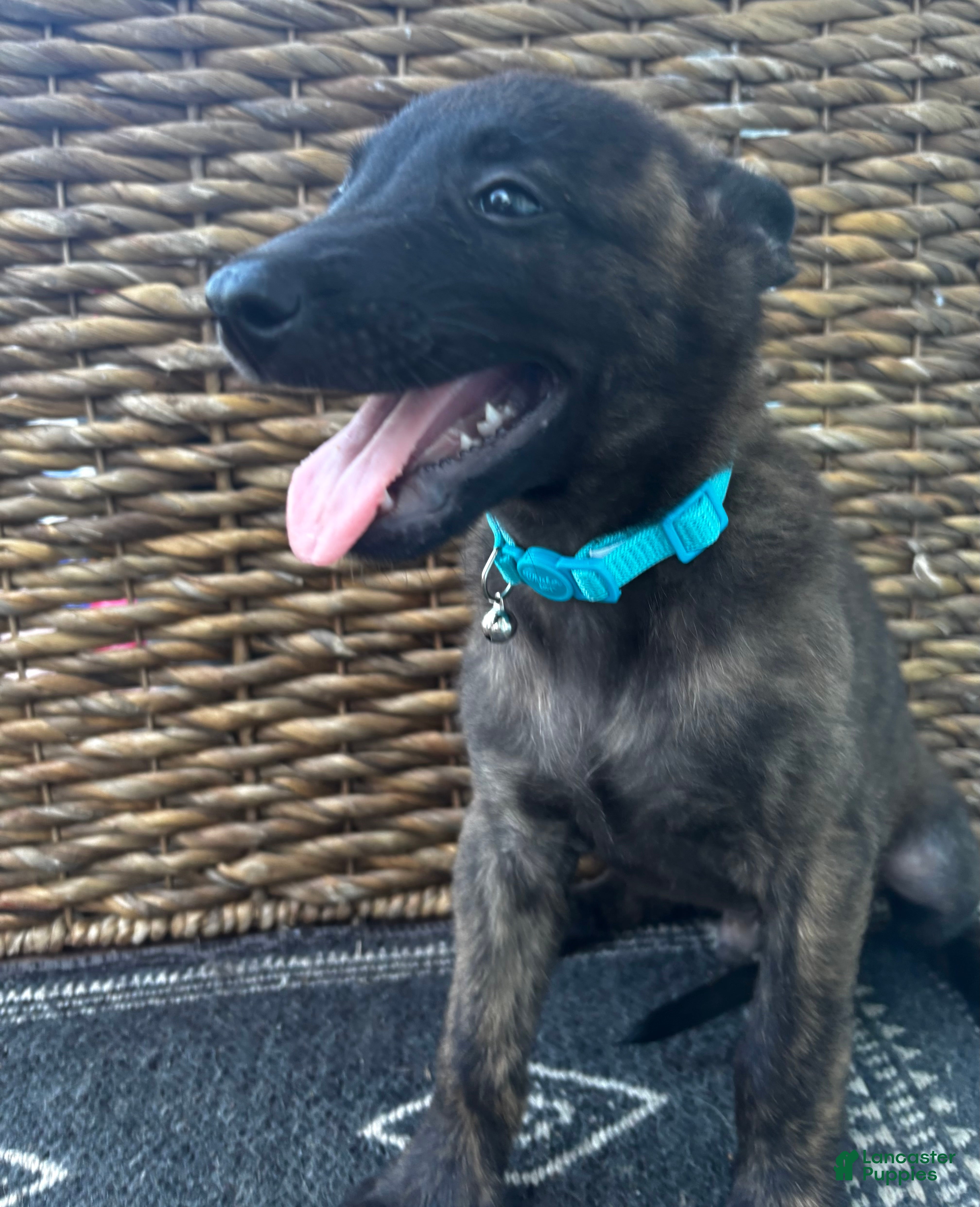 Dutch Shepherd dogs Dutch Shepherd 3 - Ad 1
