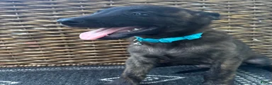 Dutch Shepherd 3