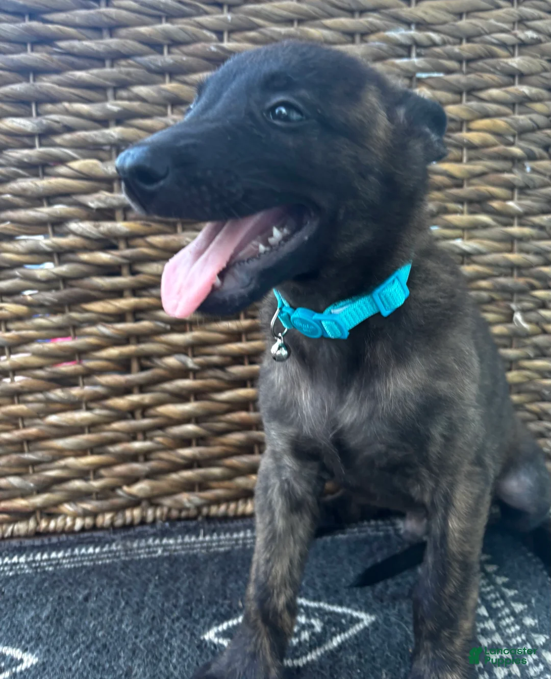 Dutch Shepherd dogs for sale: Dutch Shepherd 3 - Ad 1