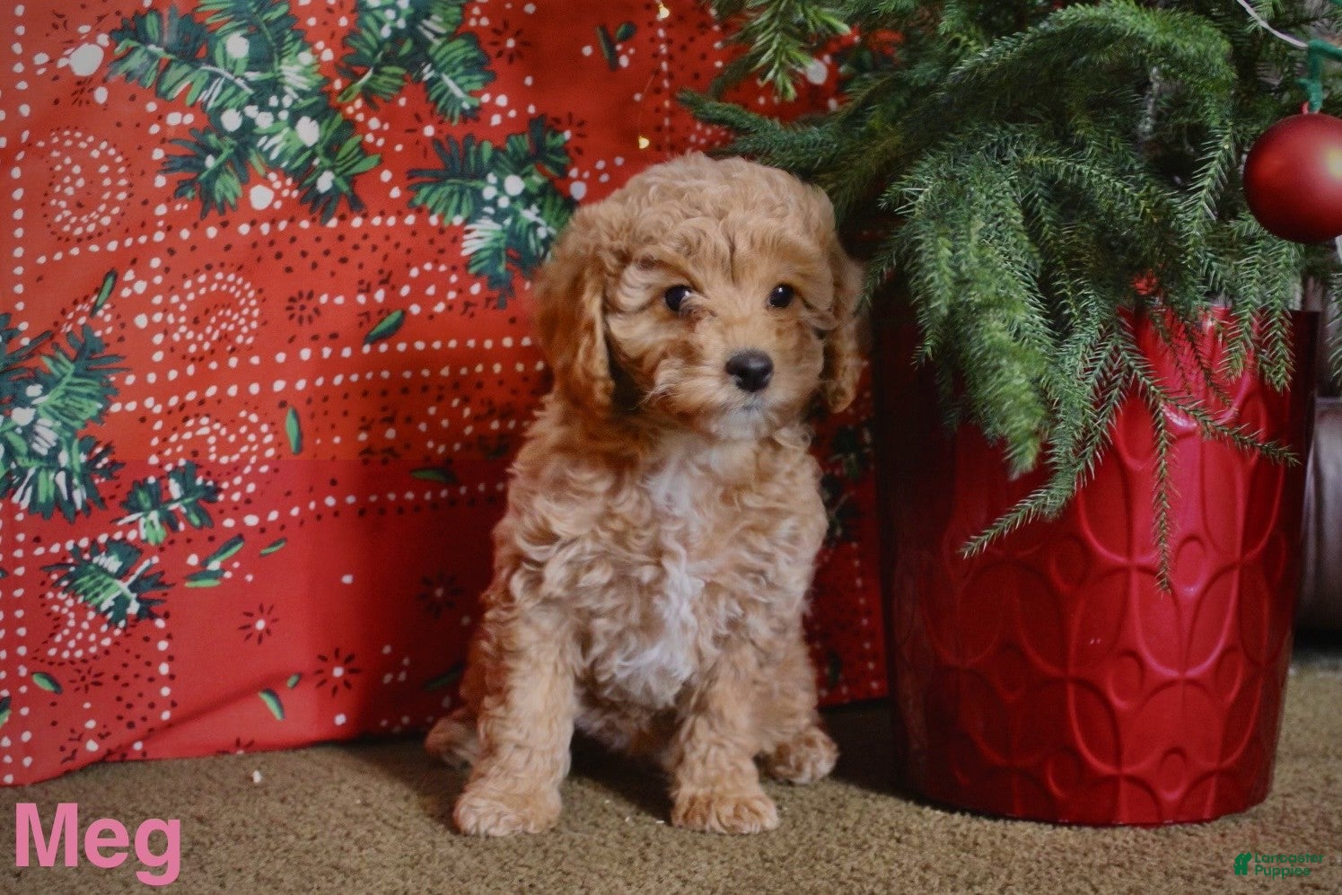 Mini Goldendoodle dogs Meg - Ad 29