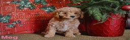 Mini Goldendoodle dogs for sale: Meg - Ad 1