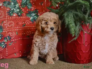Mini Goldendoodle dogs Meg - Ad 26