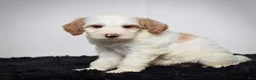 Mini Goldendoodle dogs for sale: Ms. Ashley - Ad 5