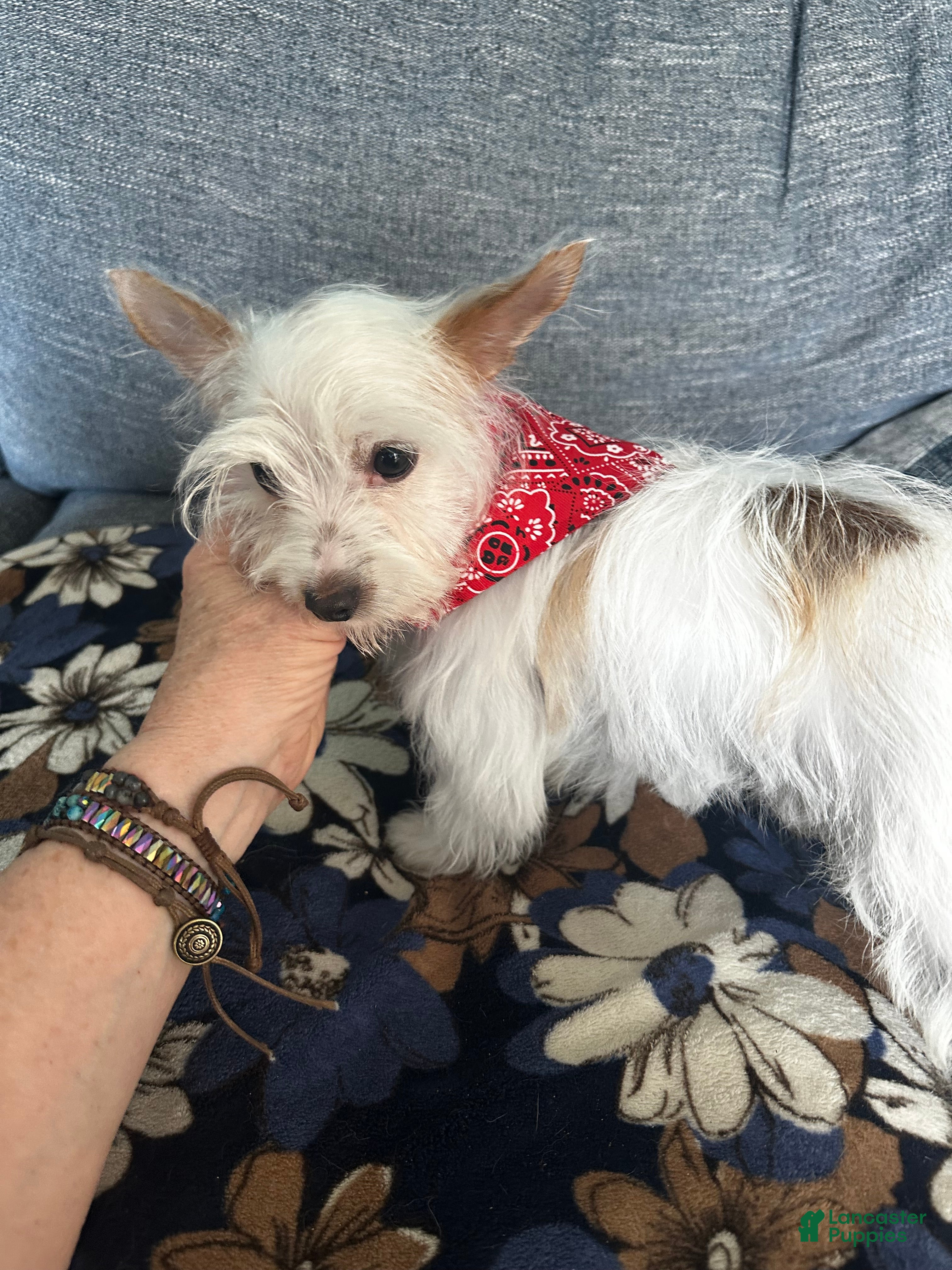 Yorkshire Terrier dogs AKC Glacierpaw - Ad 2