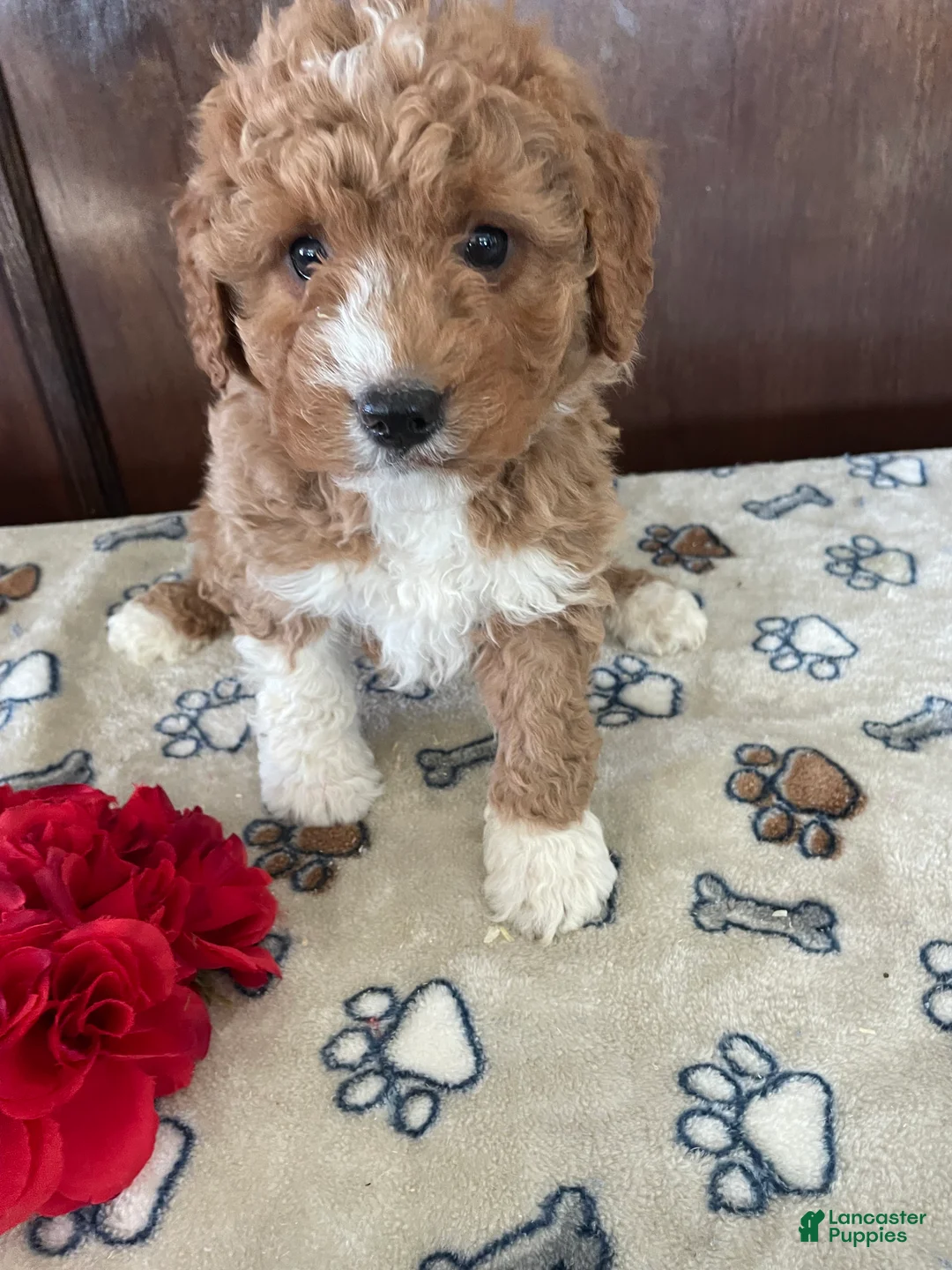 Mini Goldendoodle dogs for sale: Arrow - Ad 3