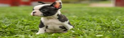 Frenchton dogs for sale: BONNIE - Ad 11