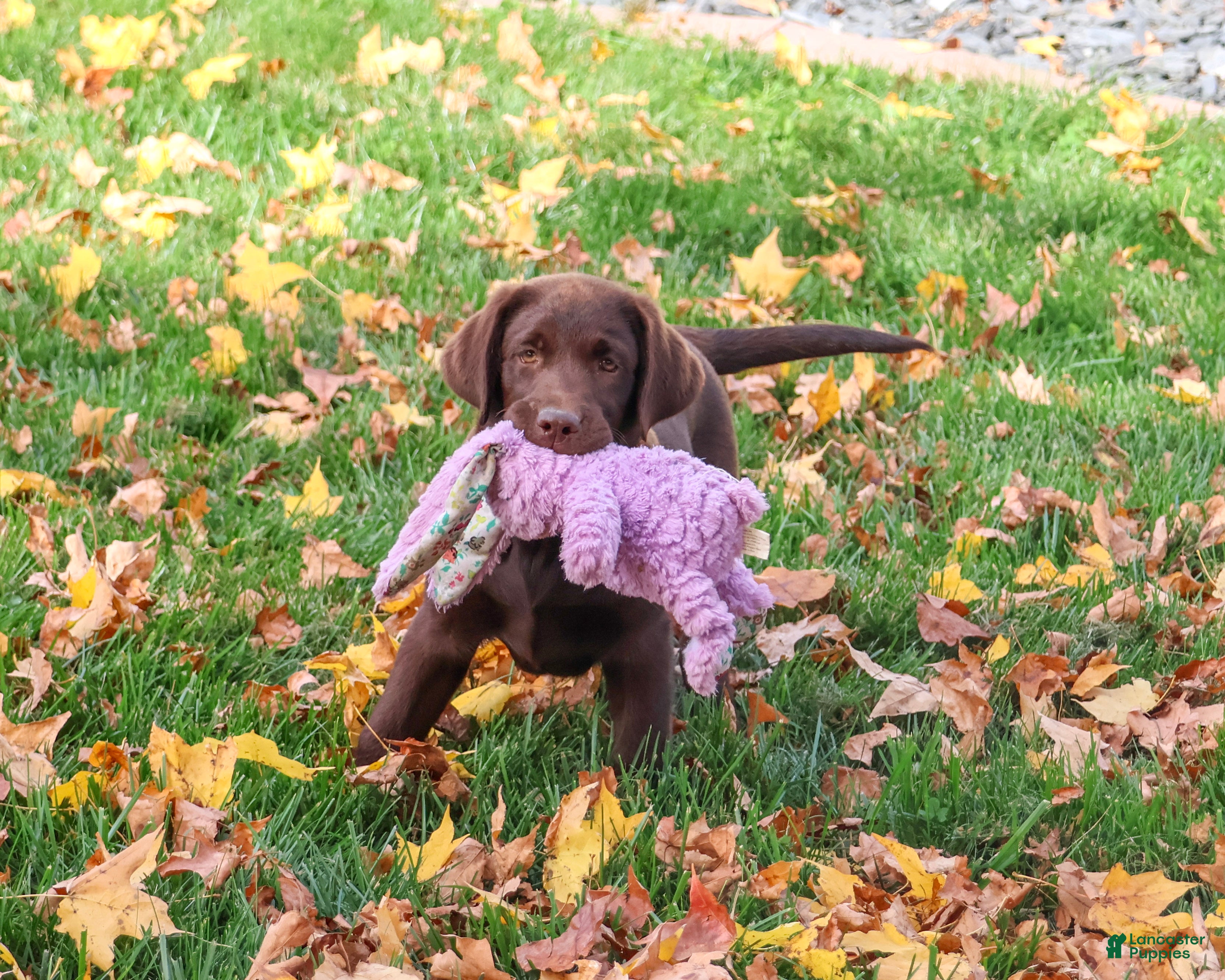 Labrador Retriever dogs for sale: Tootsie - Ad 2