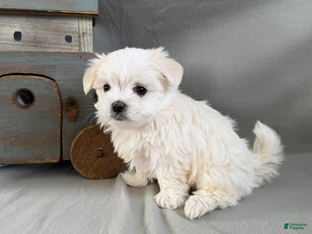 Maltese dogs for sale: Lucky - Ad 5