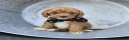 Cavapoo dogs for sale: Randy - Ad 1