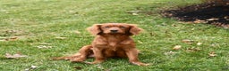 Miniature Golden Retriever dogs for sale: Hudson - Ad 4
