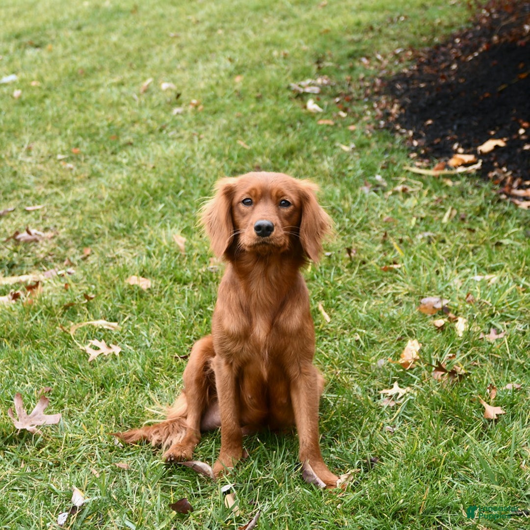 Miniature Golden Retriever dogs for sale: Hudson - Ad 4