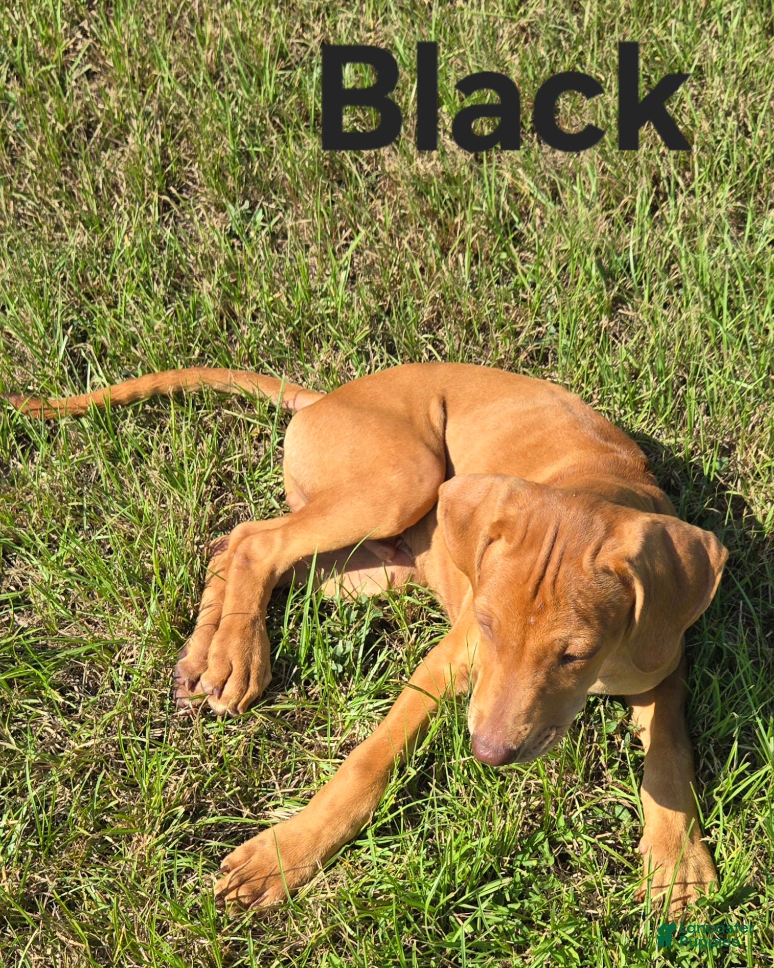Rhodesian Ridgeback dogs for sale: Black Boy - Ad 1