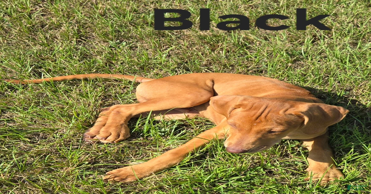 Rhodesian Ridgeback Puppies for sale in Palestine, Texas | Lancaster ...