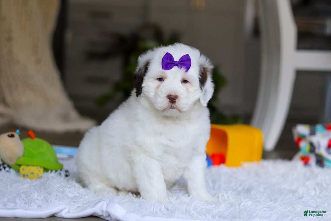 Portuguese Water Dog dogs for sale: Callie - Ad 4